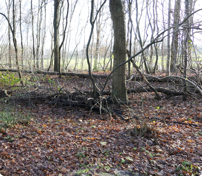 Uitzicht natuurjuisjeruinen 634